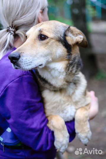 Собака в добрые руки