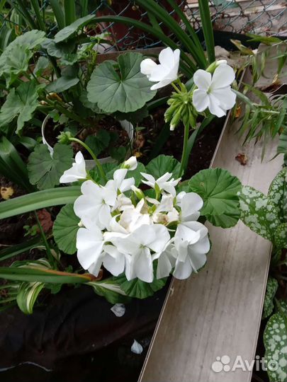 Пелларгония сортовая