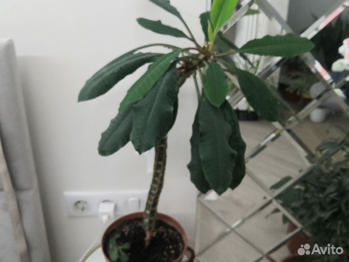 Молочай пальма