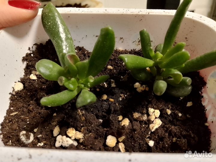 Крассула хоббит