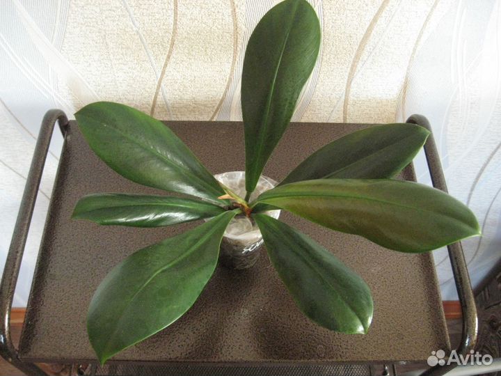 Обменяюсь ароидными, хойями и суккулентами