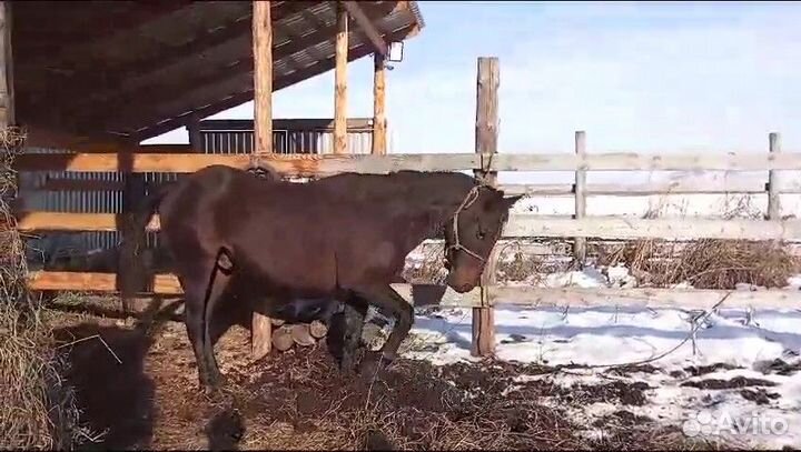 Продам жеребца