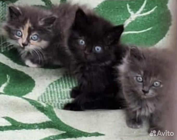 Котята в добрые руки
