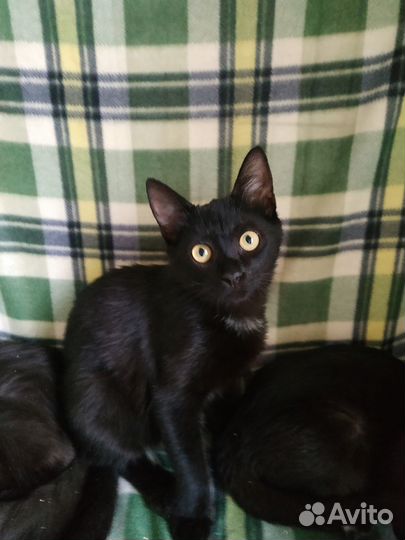 Ласковый котенок ищет дом