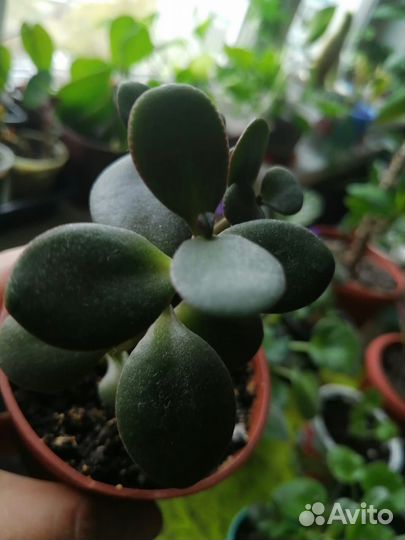 Спатифиллум (женское счастье)