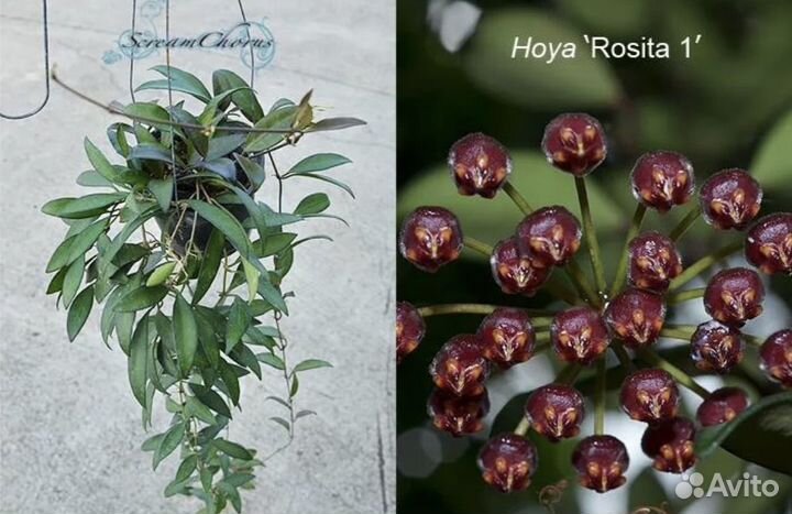 Хоя цветок хойи хойа