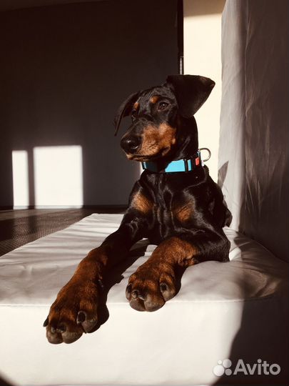 Обучение собак/кинолог