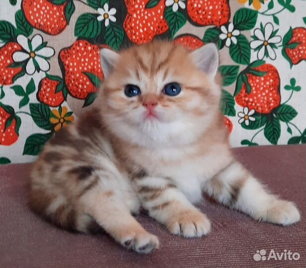 Золотые мраморные британские котята