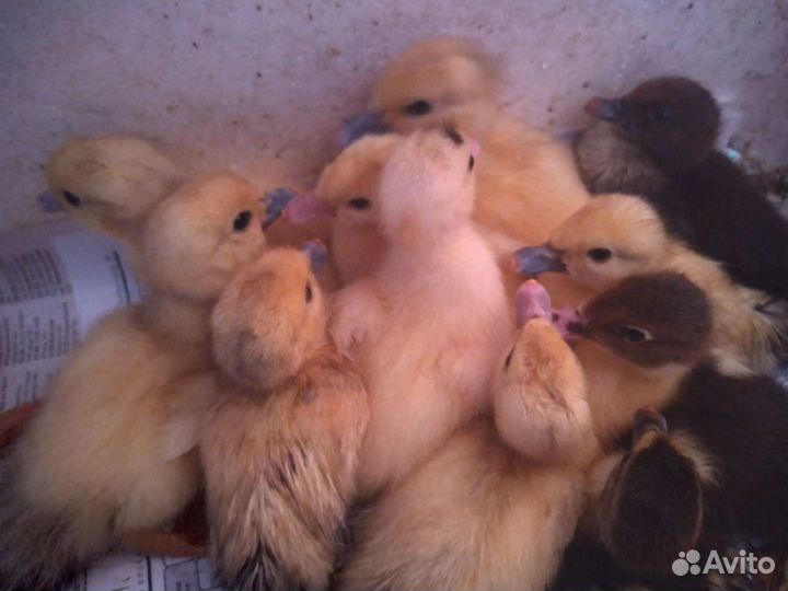 Мускусные индоутята, индюшата