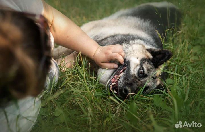 Метис восточноевропейской овчарки ищет семью
