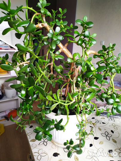 Комнатные цветы Крассула -толстянка