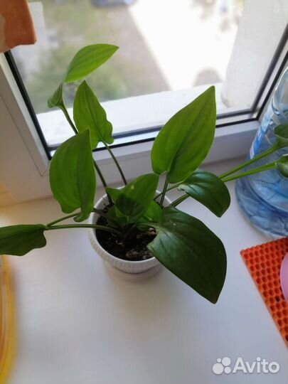 Дримиопсис