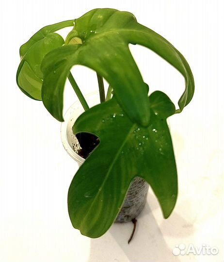 Филодендрон Florida beauty