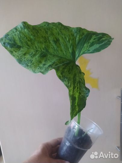 Сингониум Макрофилум