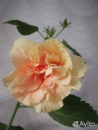 Гибискус китайская роза