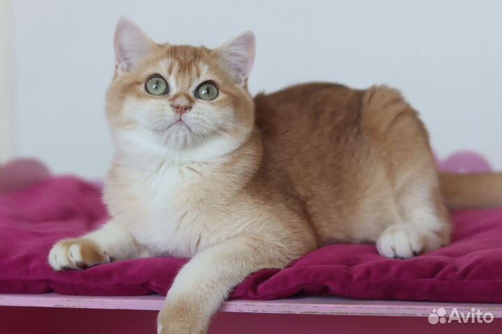 Британский мальчик. Шиншилла