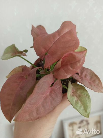 Сингониум rose mini