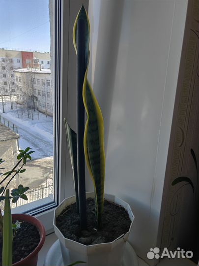 Сансевиерия