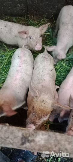 Поросята