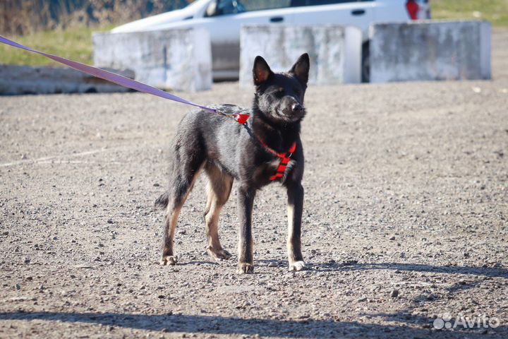 Щенок Герман метис лайки в дар