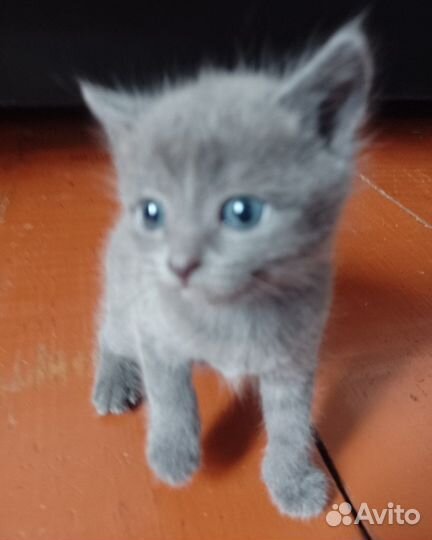 Британские котята в добрые руки