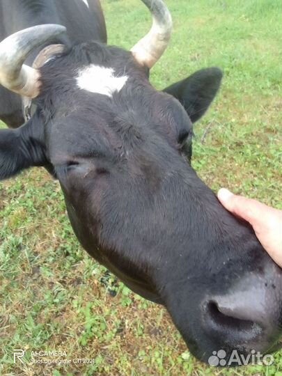 Корова дойная