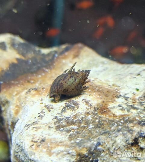 Улитка неретина пагода, рыбки и растения магазин