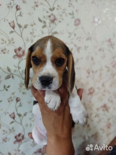 Щенки бигль