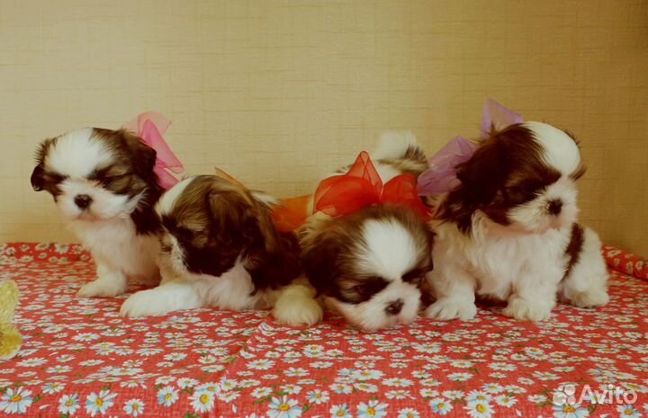 Шикарные щенки шит-цу