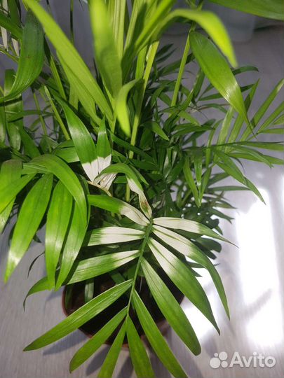 Хамедорея вариегатная