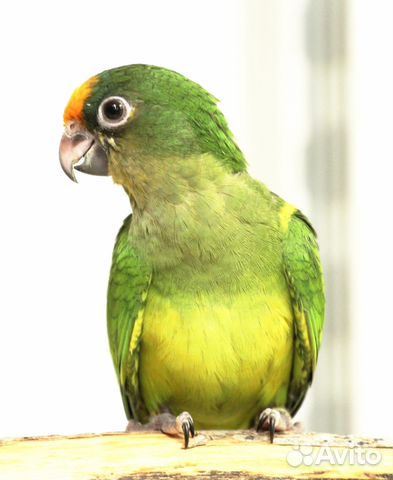 Разведение и размножение