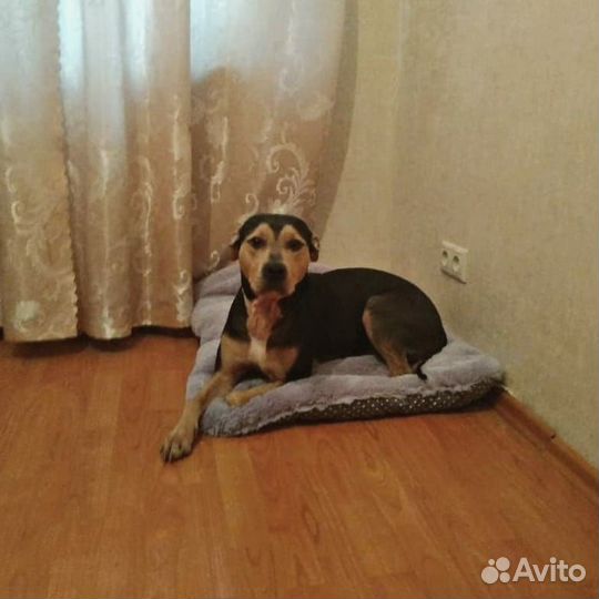 Вязка собак