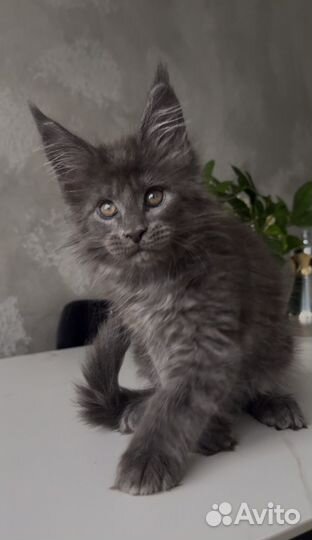 Мейн-кун голубой дым котик