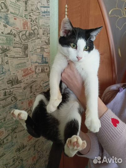 Котик в добрые руки