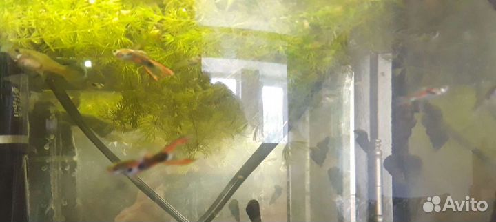 Гуппи Эндлера