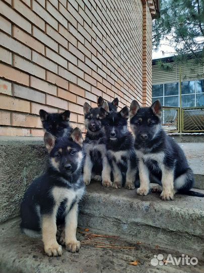 Домашние животные собаки щенки бесплатно