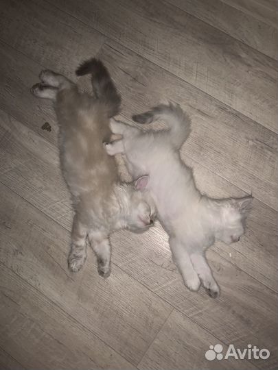 Котята длиношерстные британцы