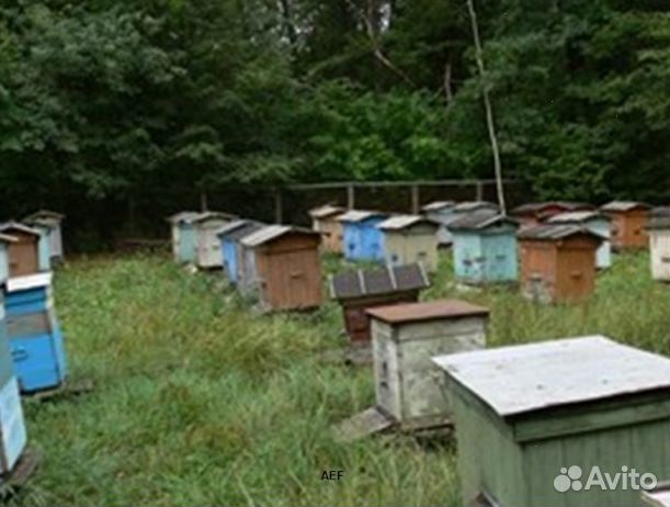 Мед 2024 года натуральный опт