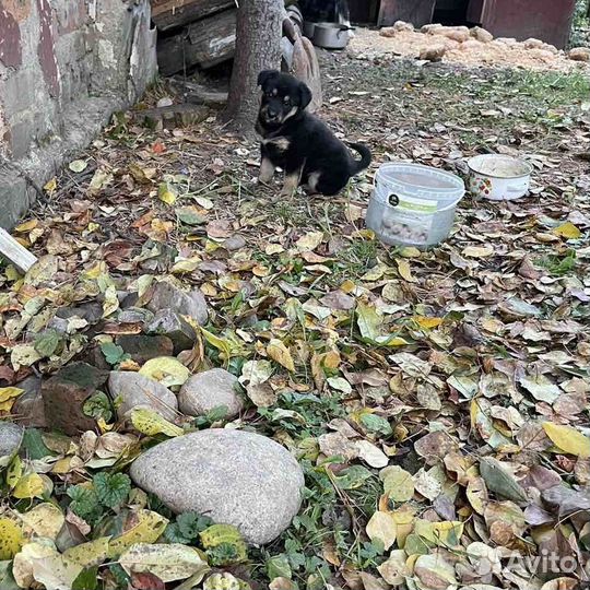 Отдам в добрые руки, двух щенят. Мальчик и девочка