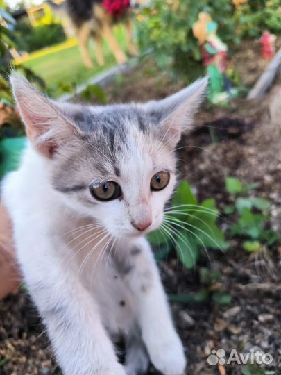 Кошечка 3 месяца