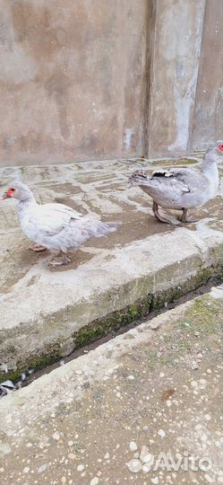 Яйца индоуток