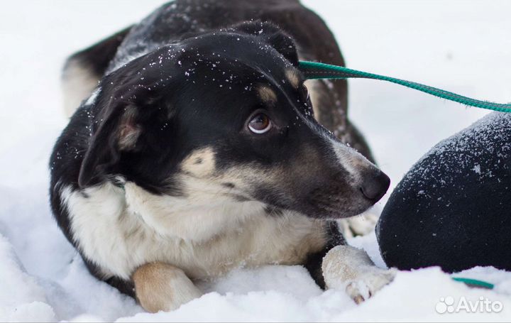 Собака Марта в добрые руки