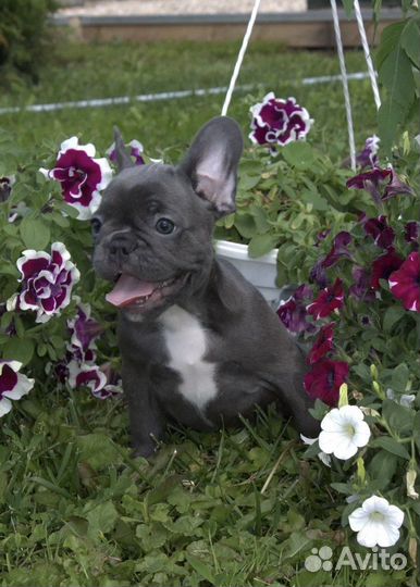 Французский бульдог