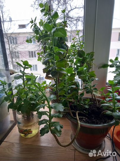 Отдам комнатные цветы каланхоэ