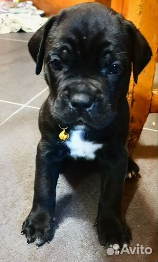 Щенки кане корсо