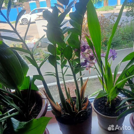 Замиокулькас