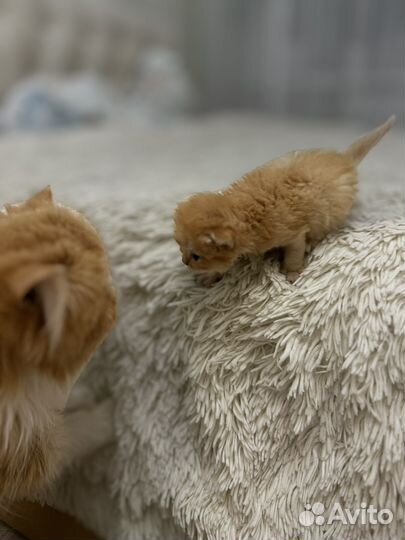 Персидские котята