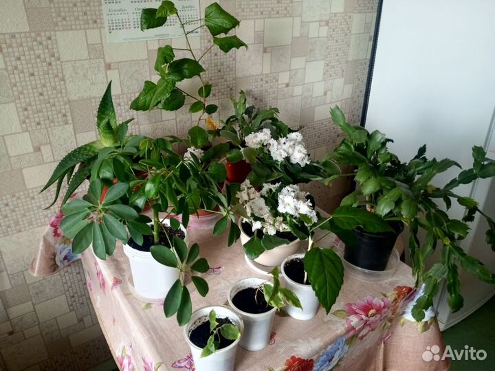 Комнатные цветы