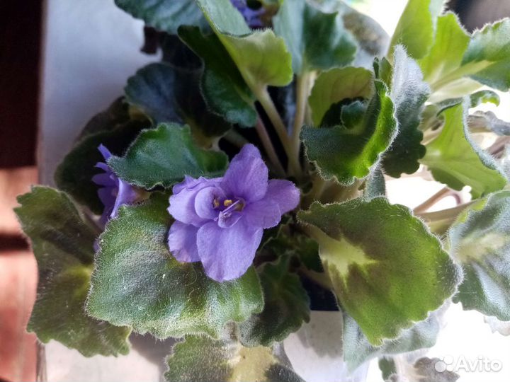 Сортовые фиалки