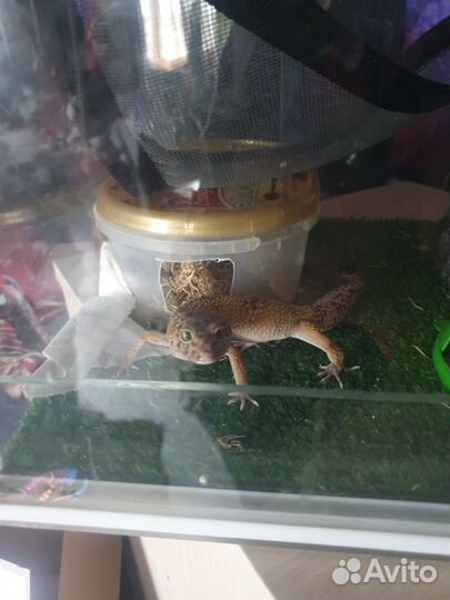 Ящерица эублефар